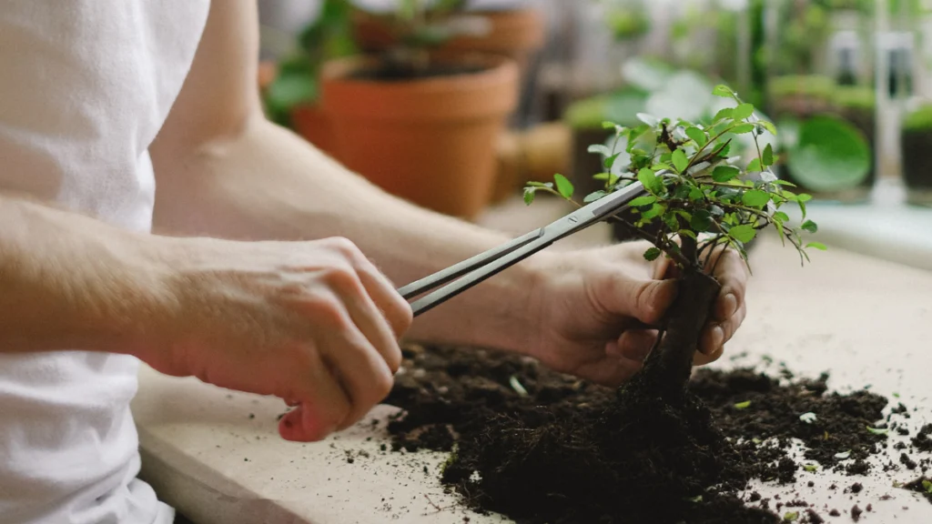 Benefícios de Estilizar Seu Bonsai
