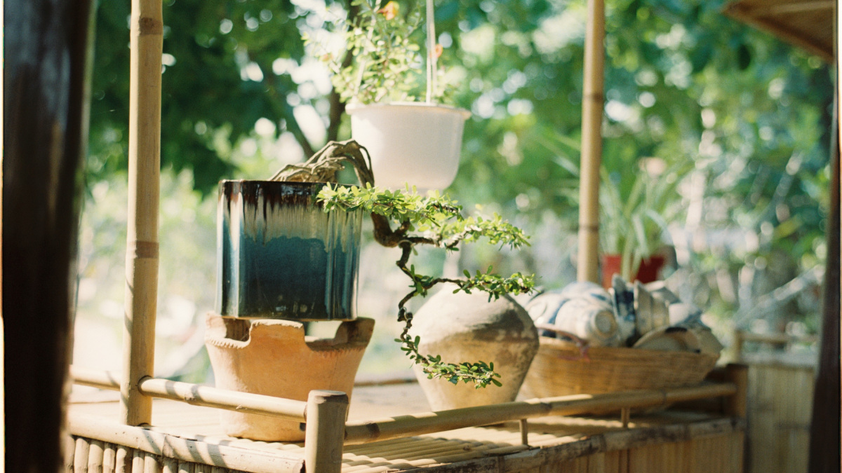 Bonsai como decoração