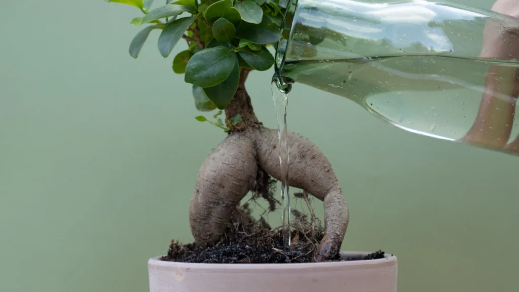 Como Cuidar do Bonsai