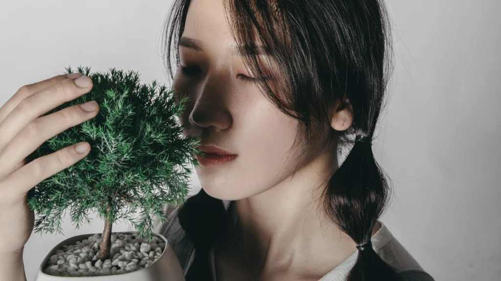 Como escolher seu primeiro Bonsai