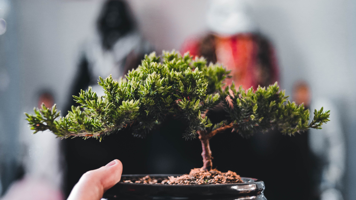 Como se conectar com a natureza cultivando Bonsai
