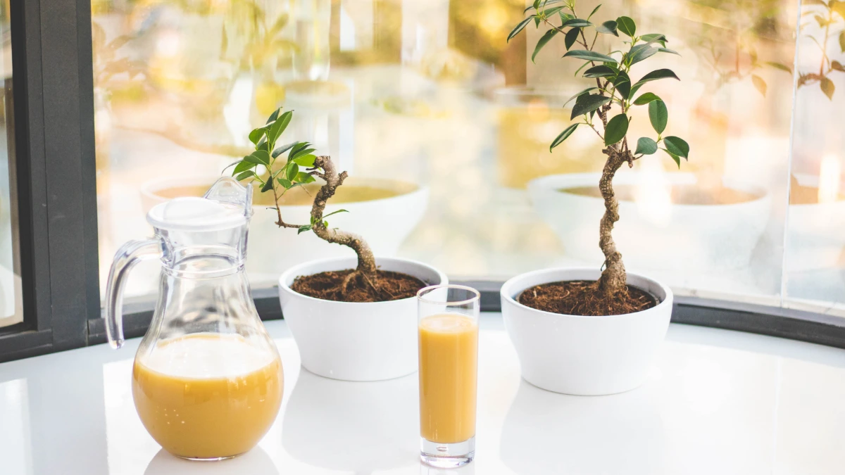 Espécies de Bonsai para iniciantes