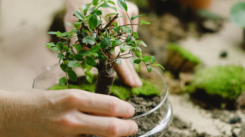 Estilos de Bonsai Mais Populares