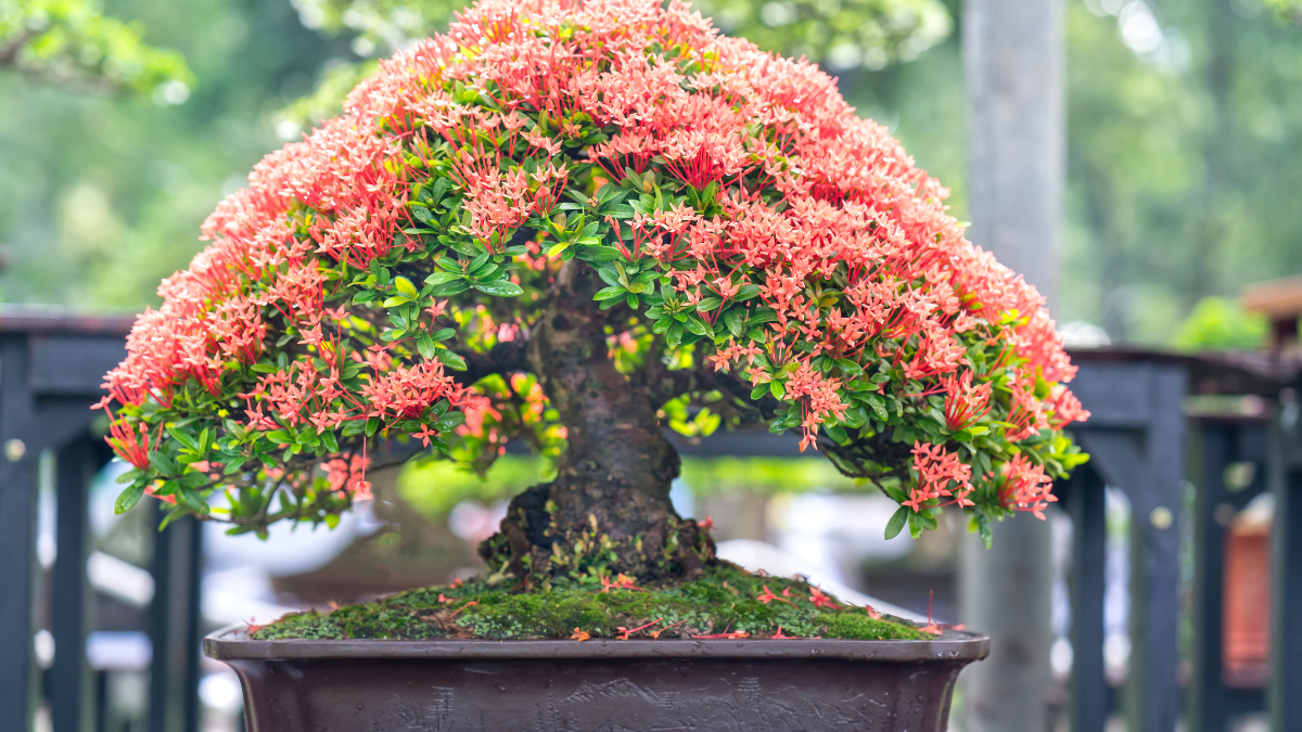 Estilos de Bonsai
