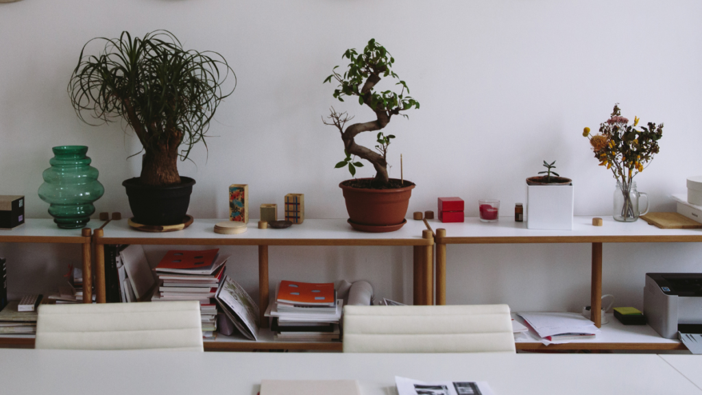 7 Vasos para Bonsai: