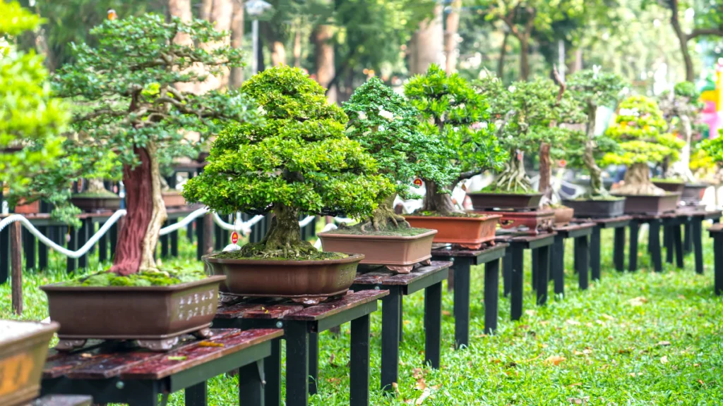 Bonsai obra de arte viva