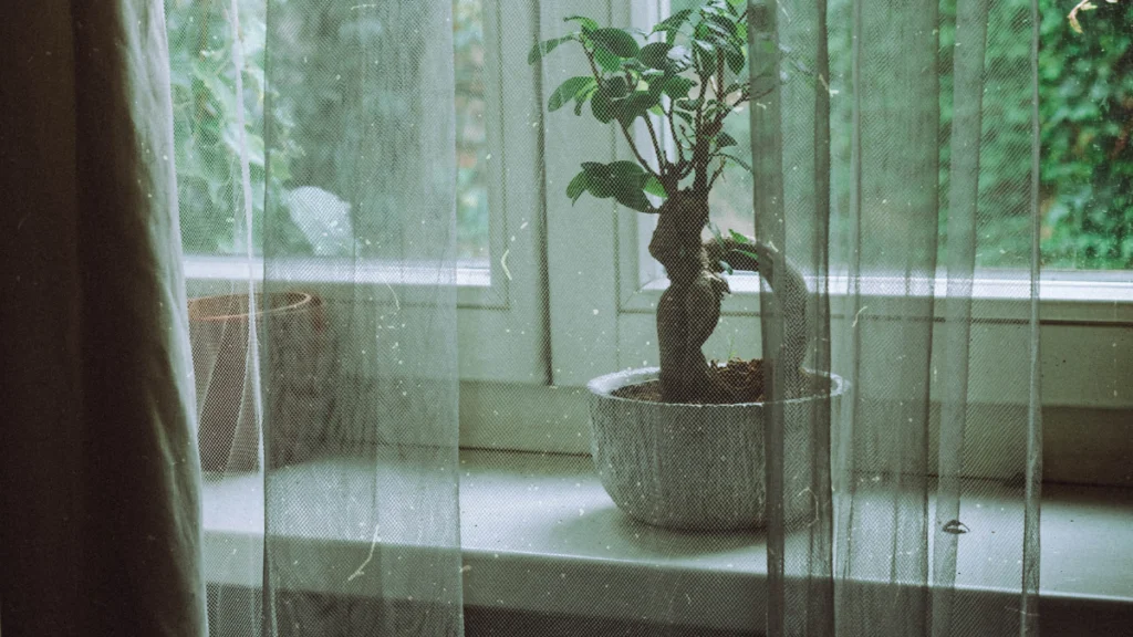 Bonsai seu significado