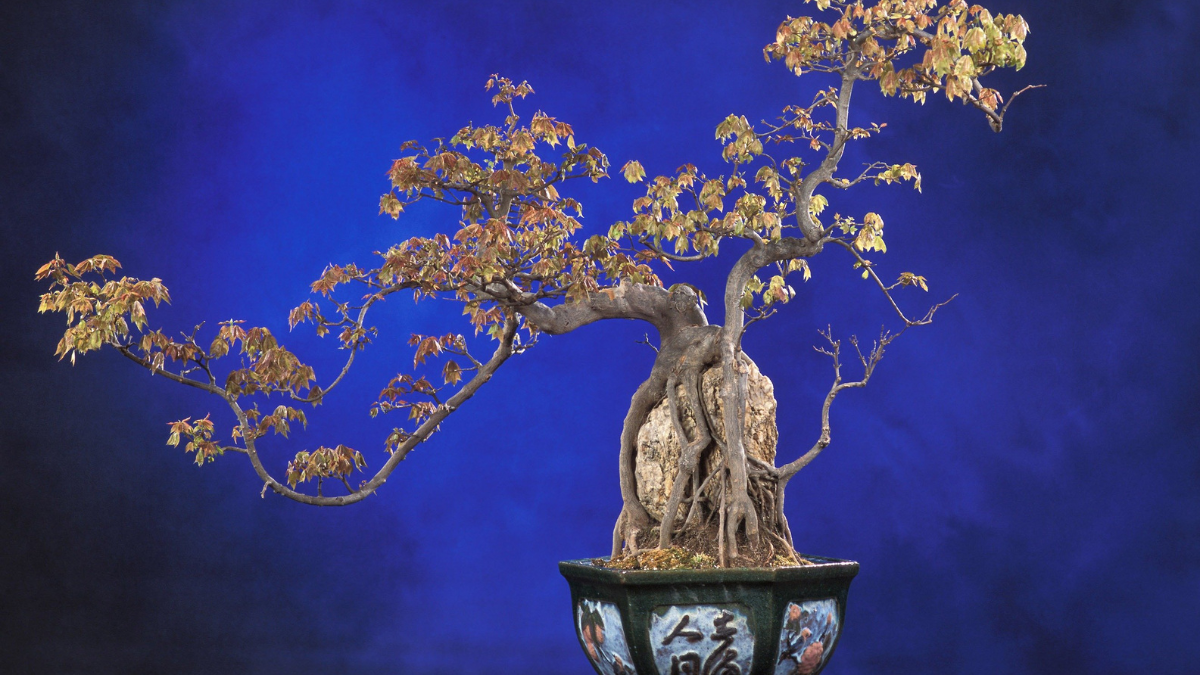 O significado do Bonsai