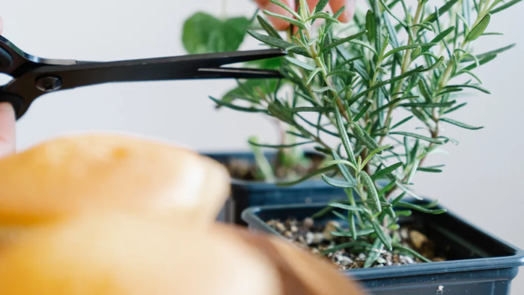 Tesoura de Poda para Bonsai