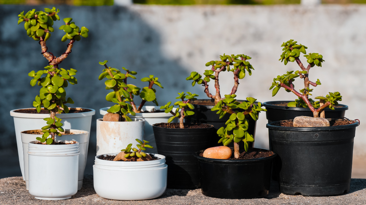 Vasos para Bonsai: Descubra o seu Estilo