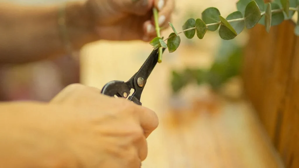 Ferramentas para cuidar do seu Bonsai
