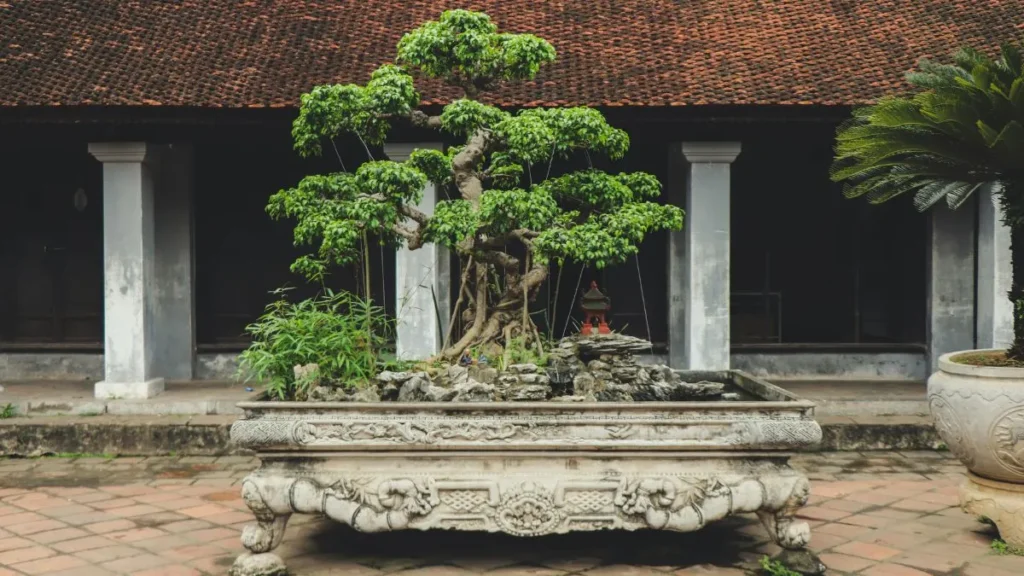 bonsai jin shari