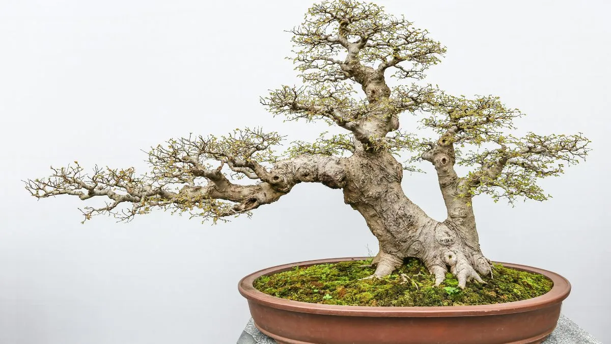 madeira morta no bonsai